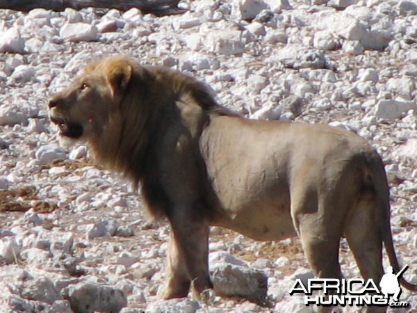 Lion at Etosha National Park, Namibia