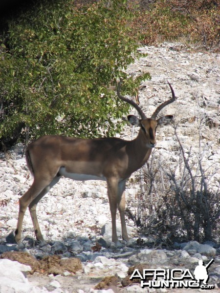 Black-Faced Impala at Etosha National Park, Namibia