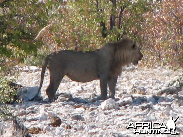 Lion at Etosha National Park, Namibia