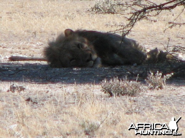 Lion at Etosha National Park, Namibia