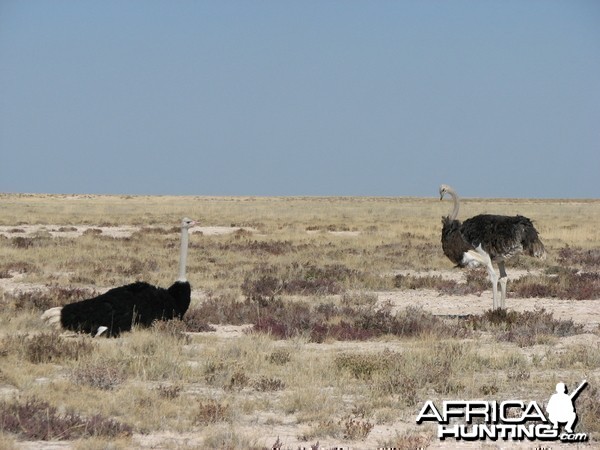 Ostriches at Etosha National Park, Namibia