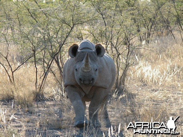 Black Rhino at Etosha National Park, Namibia