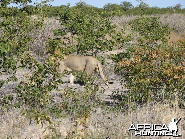 Lion at Etosha National Park, Namibia