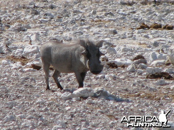 Warthog at Etosha National Park, Namibia