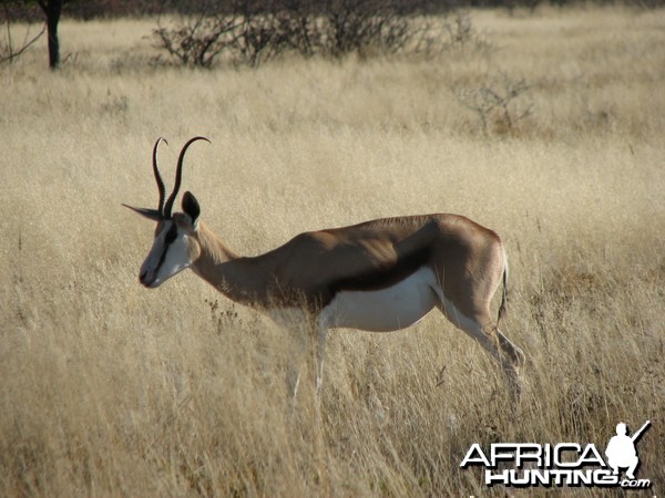 Springbok at Etosha National Park, Namibia