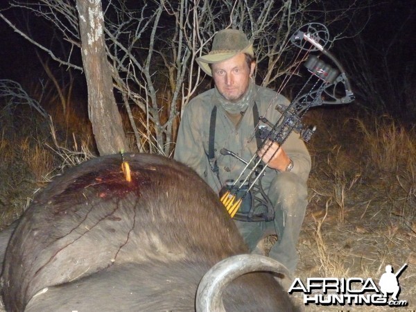 Arrow penetration on Buffalo, Zimbabwe