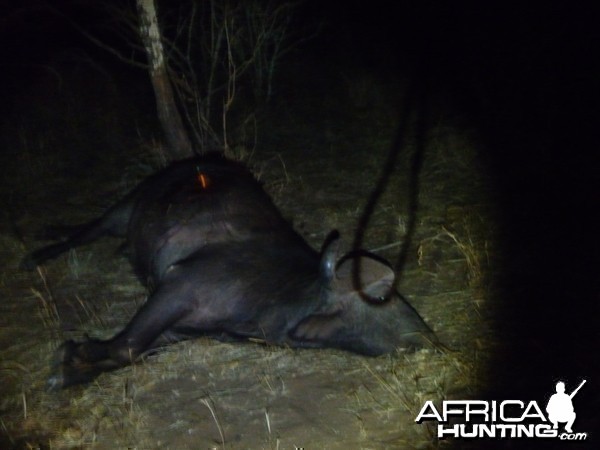 Bowhunting Buffalo in Zimbabwe