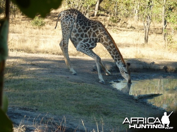 Giraffe in Zimbabwe
