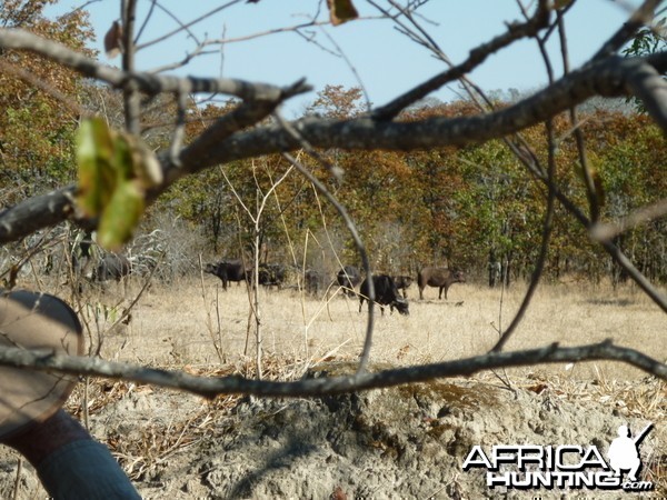 Buffaloes in Zimbabwe