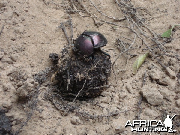 Dung beetle doing what they do best