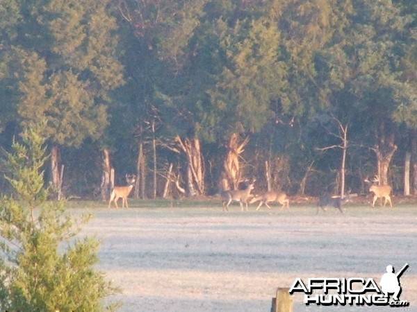 The rut is on, Louisa, VA 2007