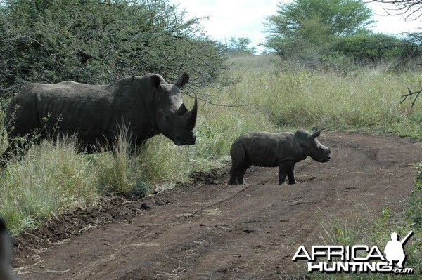 Rhinos South Africa