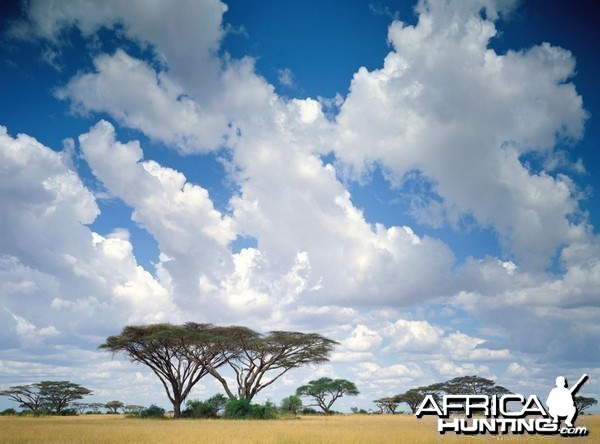 Africa nature