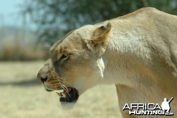 Lionness South Africa