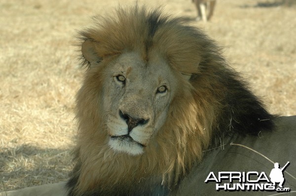 Lion South Africa