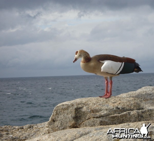 Egyptian goose