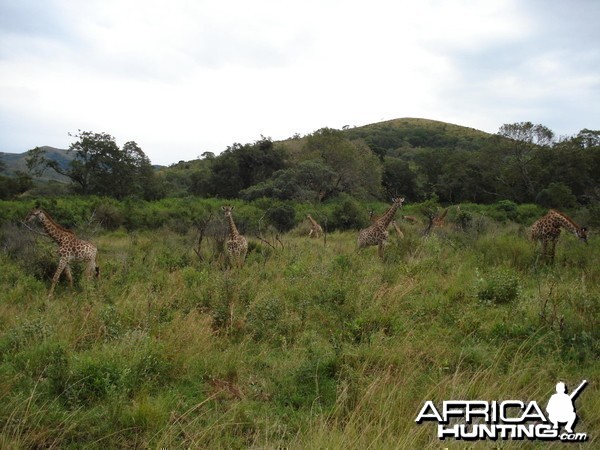 South-East of Pongola, KZN, South Africa