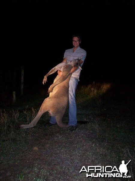 Southern Grey Boomer in Oz