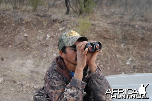 Glass for Coues Deer