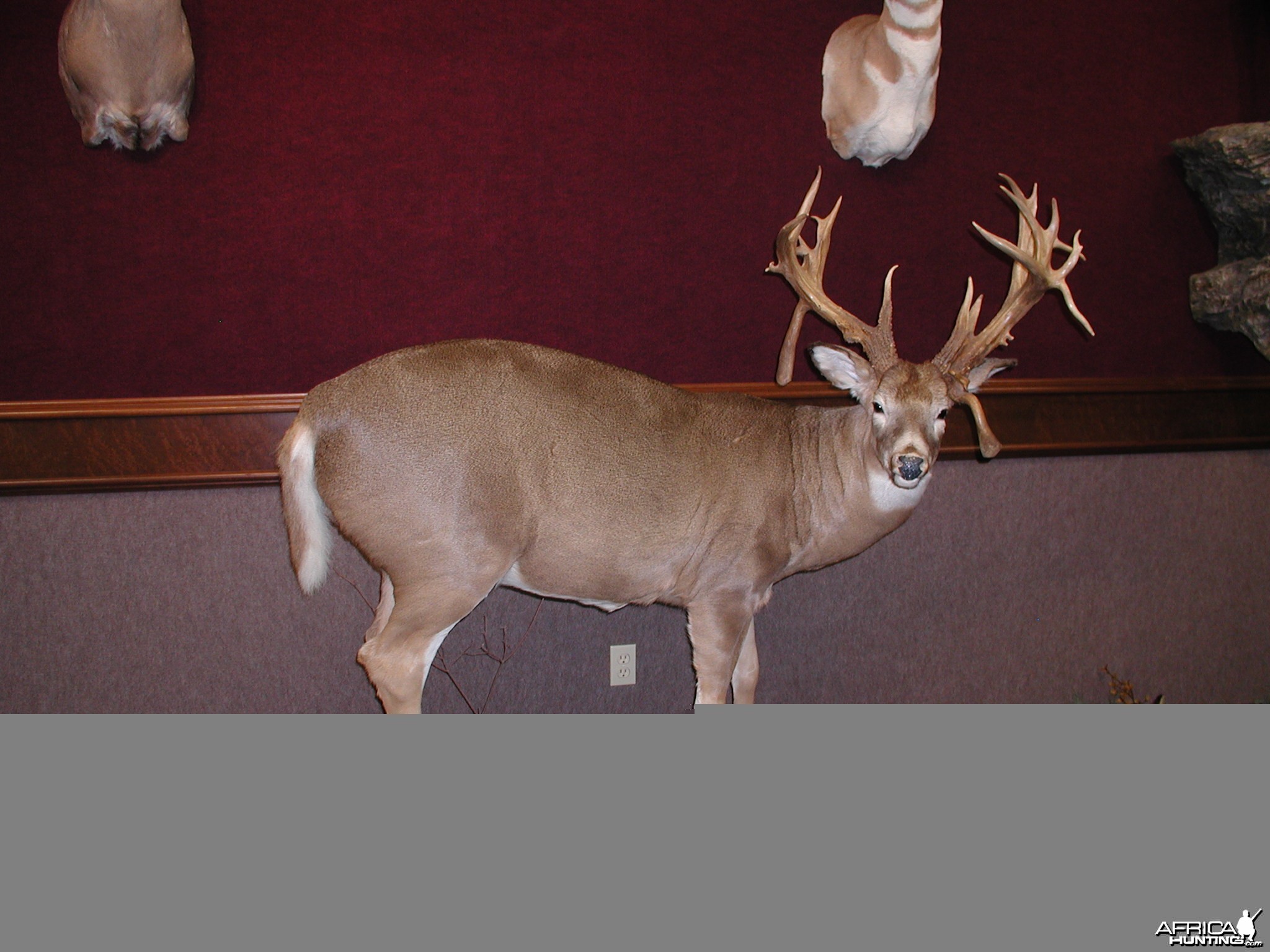 Virginia Whitetail