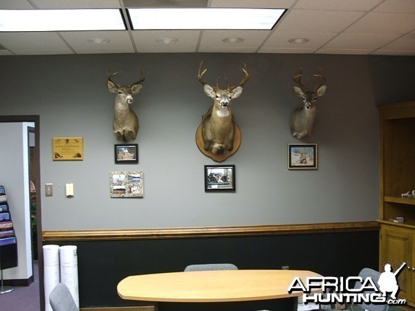 Whitetail with Coues bookends