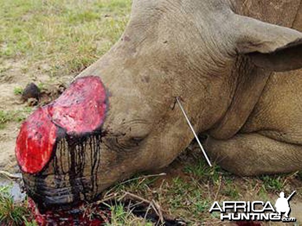The War On Rhinos