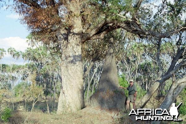 Ant Problem in the Selous