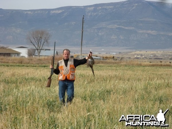 Fall Pheasant Hunt, Manti, Utah USA