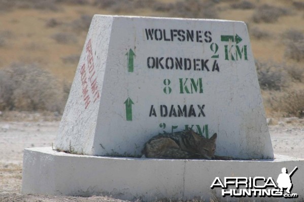 Etosha Jackal