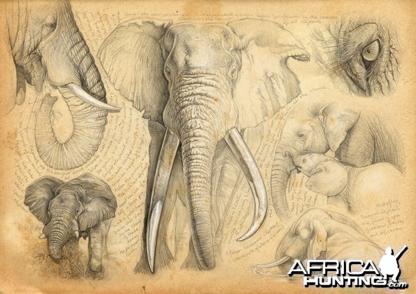 Wildlife Artist Marcello Pettineo - Elephant