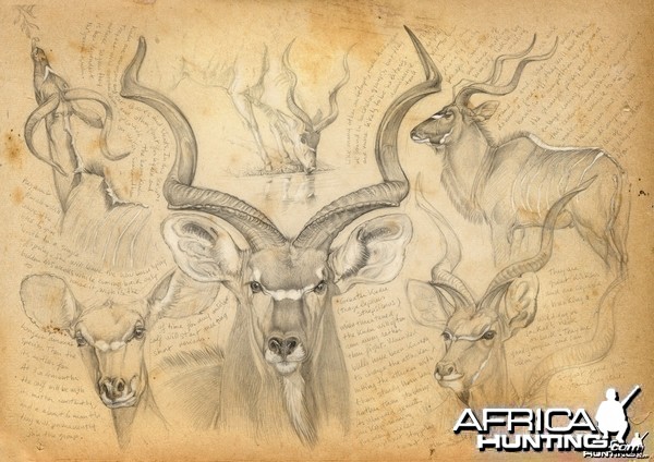 Wildlife Artist Marcello Pettineo - Kudu