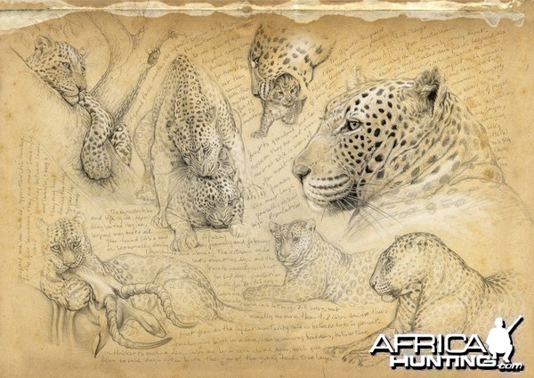 Wildlife Artist Marcello Pettineo - Leopard