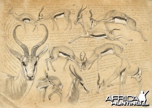 Wildlife Artist Marcello Pettineo - Springbok