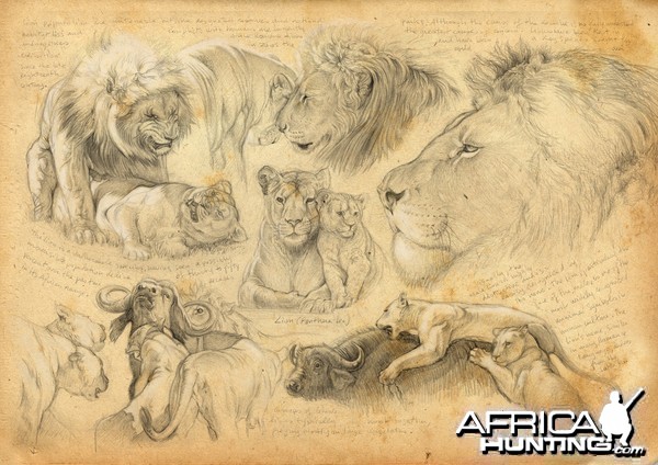 Wildlife Artist Marcello Pettineo - Lion