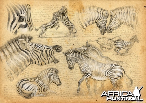 Wildlife Artist Marcello Pettineo - Zebra