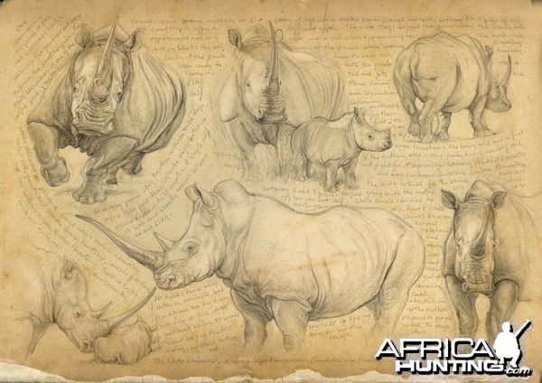 Wildlife Artist Marcello Pettineo - White Rhino