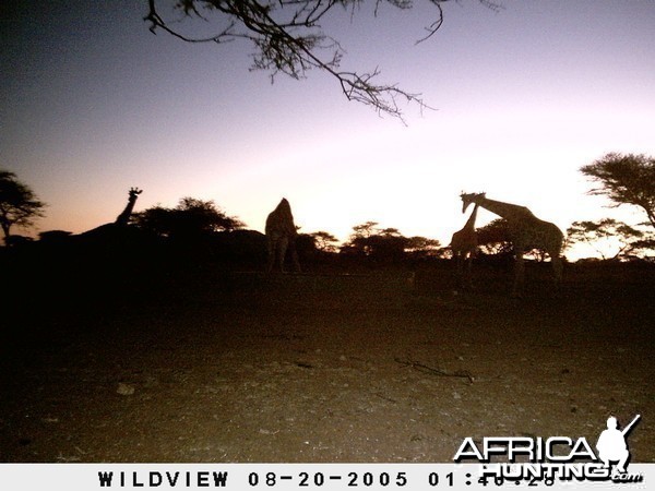 Giraffes, Namibia