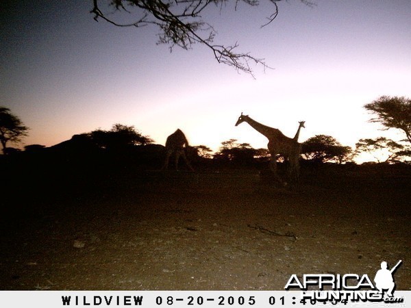 Giraffes, Namibia