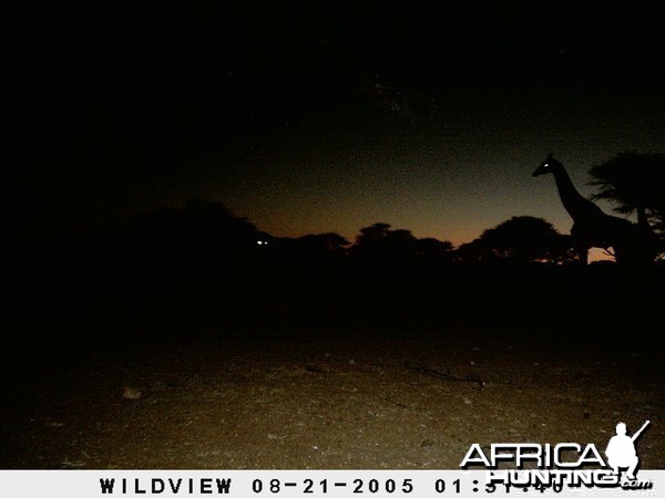 Giraffes, Namibia