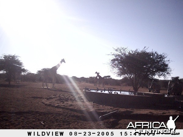 Giraffes, Namibia