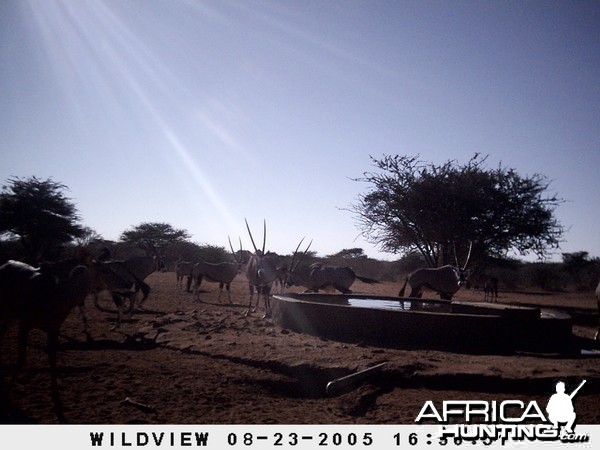 Gemsboks, Namibia