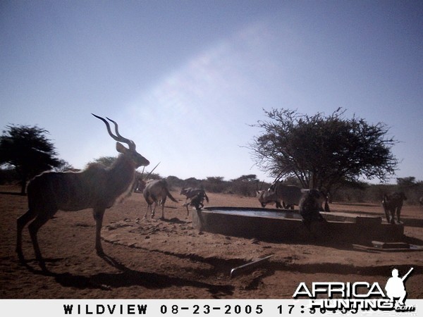 Gemsboks, Kudu and Baboon, Namibia