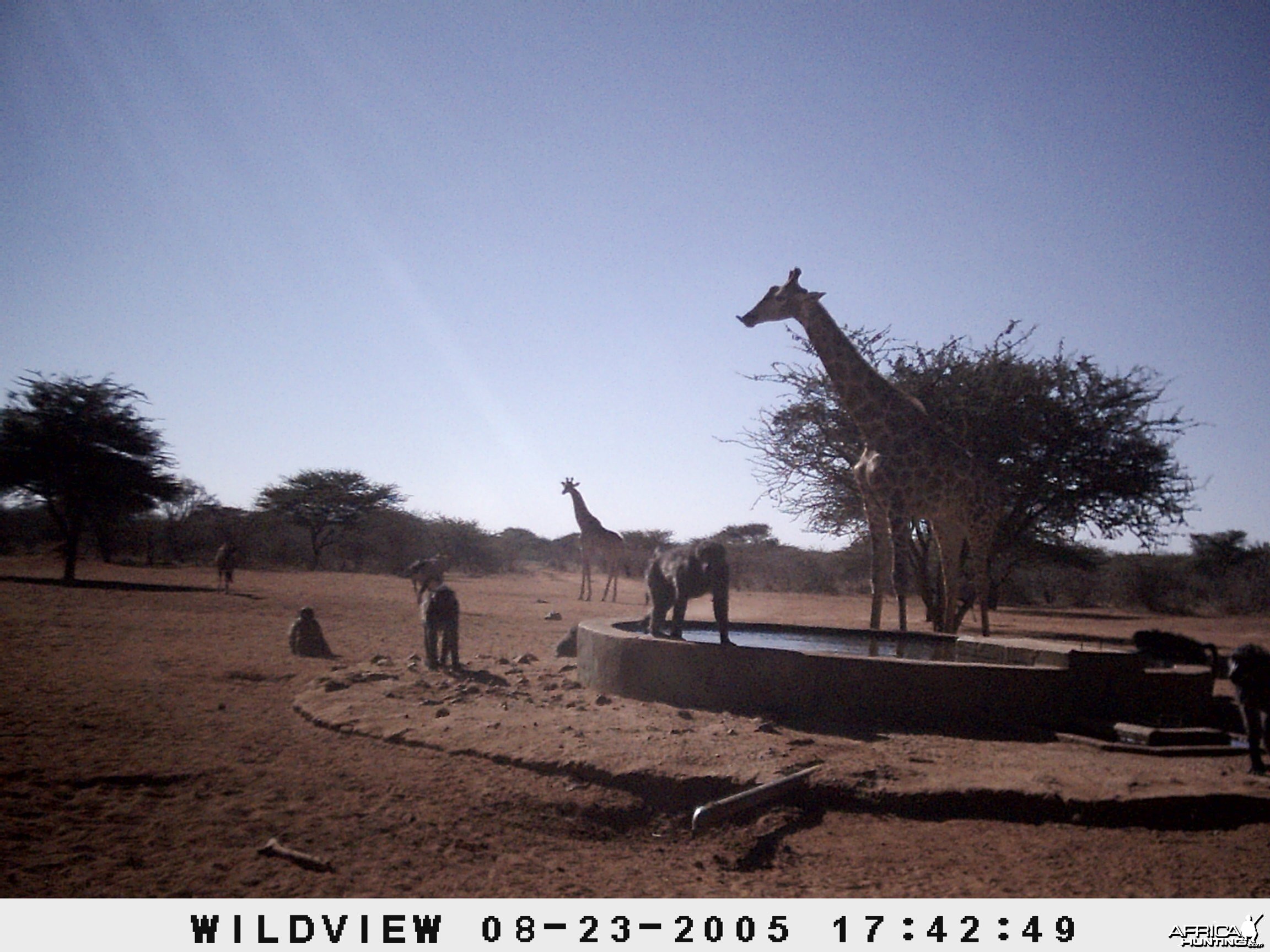 Gemsboks, Giraffes and Baboons, Namibia