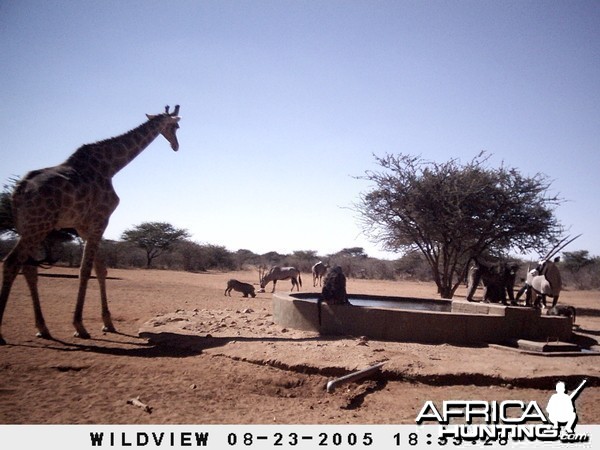 Gemsboks, Giraffes, baboons, Kudu and Baboons, Namibia