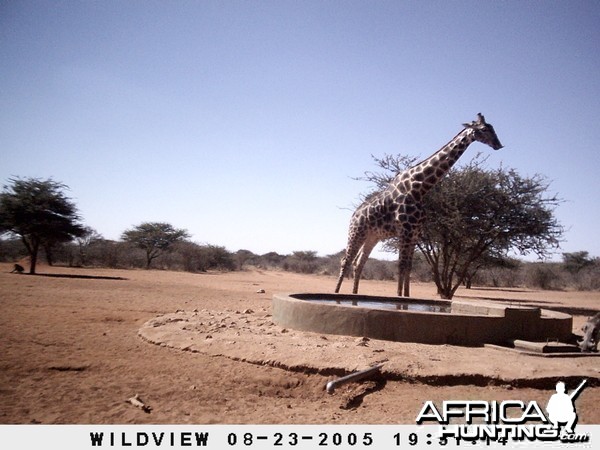 Giraffes, Warthog and Baboon, Namibia