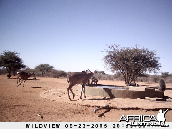 Kudus and Baboons, Namibia