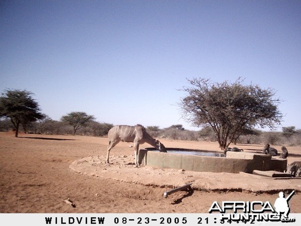 Kudu and Baboons, Namibia