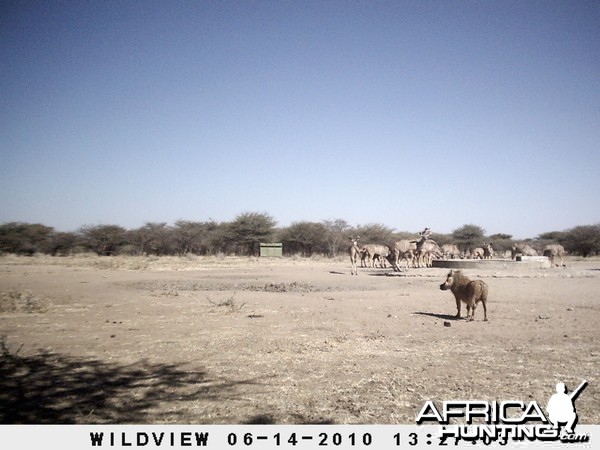 Kudus and Warthog, Namibia