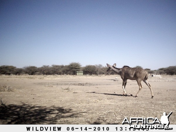 Kudu, Namibia