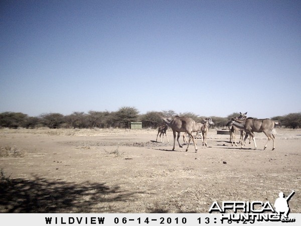 Kudus, Namibia